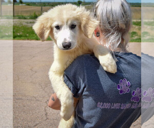 Medium Photo #5 Great Pyrenees Puppy For Sale in Huntley, IL, USA