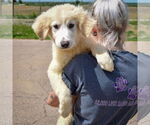 Small #4 Great Pyrenees