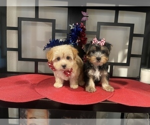 Yorkshire Terrier Puppy for sale in RANCHO CUCAMONGA, CA, USA