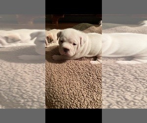 American Bully Puppy for Sale in GREENWICH, New York USA