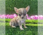 Small #33 Chihuahua