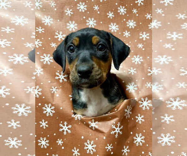 Medium Photo #3 Mutt Puppy For Sale in Holly Springs, NC, USA