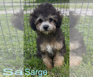 Poodle (Toy)-Yorkshire Terrier Mix Puppy for sale in AZLE, TX, USA