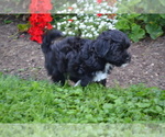Puppy Africa Shih-Poo