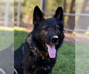 Father of the German Shepherd Dog puppies born on 07/31/2026