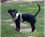 Small Photo #9 Chiweenie Puppy For Sale in Boonton, NJ, USA