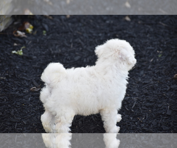 Medium Photo #4 Bichpoo Puppy For Sale in ELDORADO, OH, USA