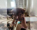 Small Mutt