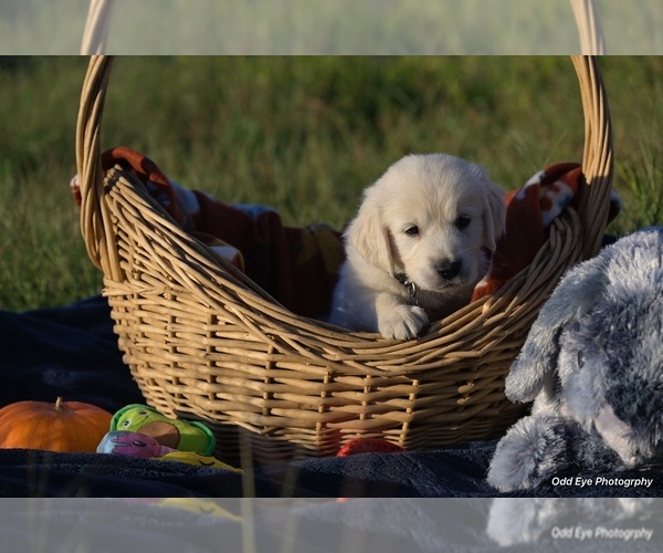 Medium Photo #4 Golden Retriever Puppy For Sale in WILTON, CA, USA