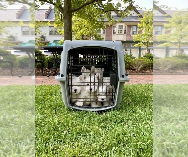 Medium Photo #21 West Highland White Terrier Puppy For Sale in LAKE FOREST, IL, USA