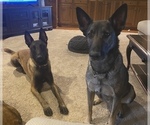 Small Photo #4 Belgian Malinois Puppy For Sale in BARTLESVILLE, OK, USA