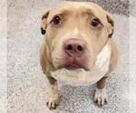 Small #1 American Staffordshire Terrier