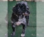 Small #1 Poodle (Miniature)