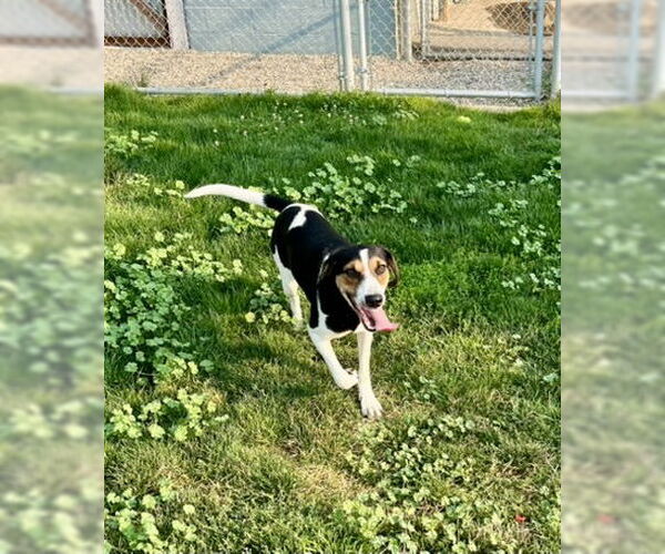 Medium Photo #5 Mutt Puppy For Sale in Emmett, ID, USA