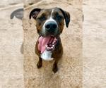 Small Boxer Mix