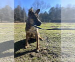 Small #6 German Shepherd Dog Mix