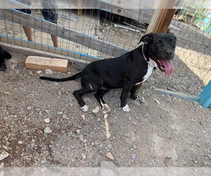 Medium American Pit Bull Terrier-Labrador Retriever Mix