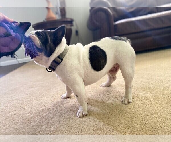 Medium Photo #1 French Bulldog Puppy For Sale in HAGERSTOWN, MD, USA