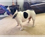 Small Photo #1 French Bulldog Puppy For Sale in HAGERSTOWN, MD, USA