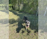 Small #1 Labrador Retriever Mix