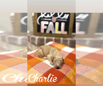 Small Photo #22 Goldendoodle Puppy For Sale in RED OAK, TX, USA