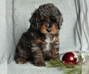Cockapoo-Poodle (Miniature) Mix Puppy for sale in GAP, PA, USA