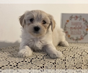 Maltipoo Puppy for sale in CLEVELAND, TN, USA