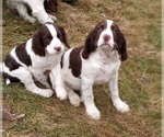 Small Photo #21 English Springer Spaniel Puppy For Sale in LEWISBERRY, PA, USA