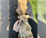 Small Photo #9 Australian Labradoodle Puppy For Sale in STAR, ID, USA