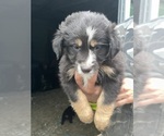 Small #4 Australian Shepherd