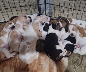 Basset Hound Litter for sale in CINCINNATUS, NY, USA