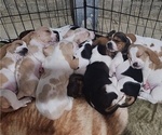 Small Basset Hound