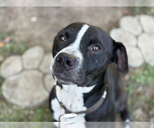 American Pit Bull Terrier-Unknown Mix Dogs for adoption in Tulsa, OK, USA