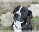 Small American Pit Bull Terrier Mix