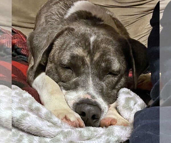 Medium Photo #11 Mutt Puppy For Sale in Crandall, GA, USA