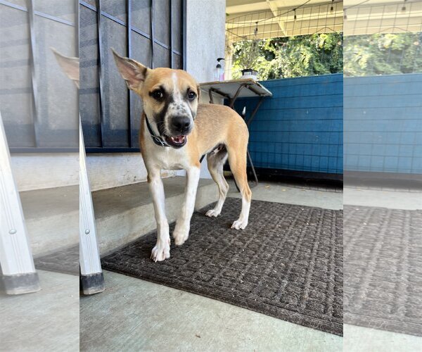 Medium Photo #7 Mutt Puppy For Sale in Dana Point, CA, USA