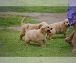 Small Golden Retriever