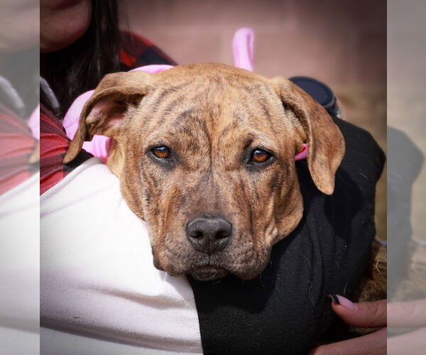 Medium Photo #1 Mutt Puppy For Sale in Fort Collins, CO, USA