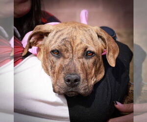 Mutt Dogs for adoption in Fort Collins, CO, USA