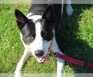 Border Collie-Unknown Mix Dogs for adoption in Tallahassee, FL, USA