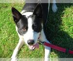JASPER - Male Border Collie-Unknown Mix Dog for Adoption - Small photo