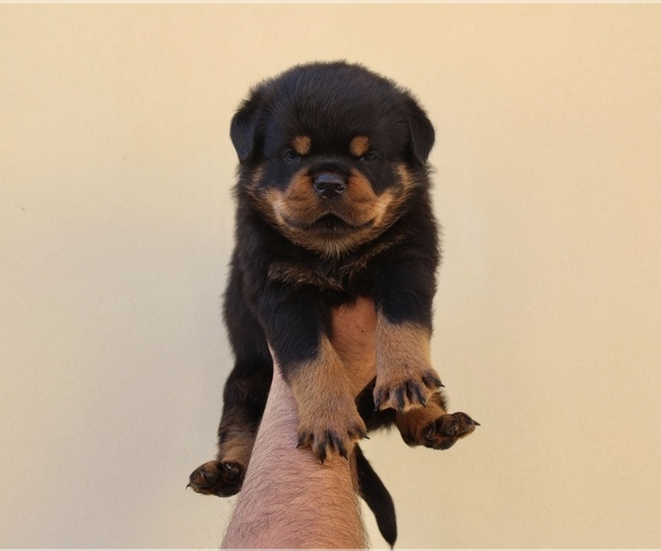 Medium Photo #6 Rottweiler Puppy For Sale in LA TUNA CANYON, CA, USA
