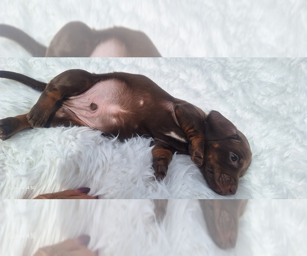 Medium Photo #13 Dachshund Puppy For Sale in TWENTYNINE PALMS, CA, USA