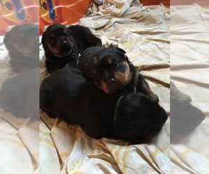 Rottweiler Puppy for sale in POWDER SPRINGS, GA, USA