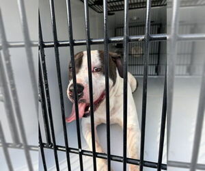 American Pit Bull Terrier-Unknown Mix Dogs for adoption in Virginia Beach, VA, USA