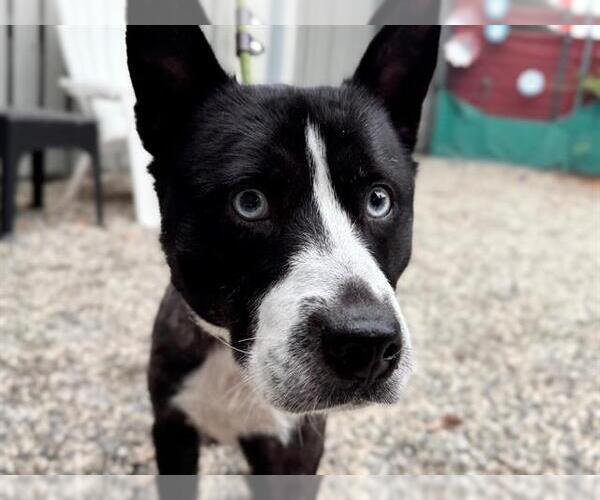 Medium Photo #1 Mutt Puppy For Sale in Santa Rosa, CA, USA