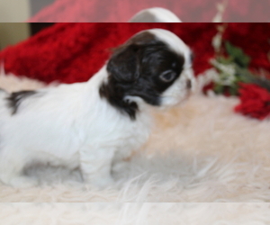 Shih Tzu Puppy for sale in THAYER, KS, USA