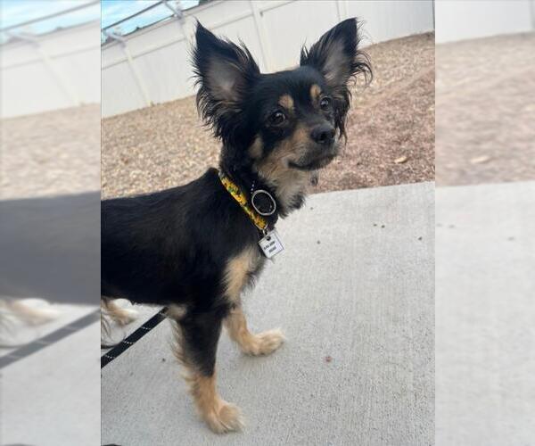 Medium Photo #1 Chihuahua Puppy For Sale in Fort Collins, CO, USA