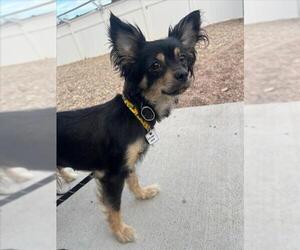 Chihuahua Dogs for adoption in Fort Collins, CO, USA