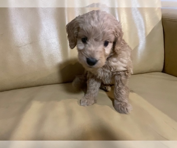 Medium Photo #17 Goldendoodle (Miniature) Puppy For Sale in RALEIGH, NC, USA